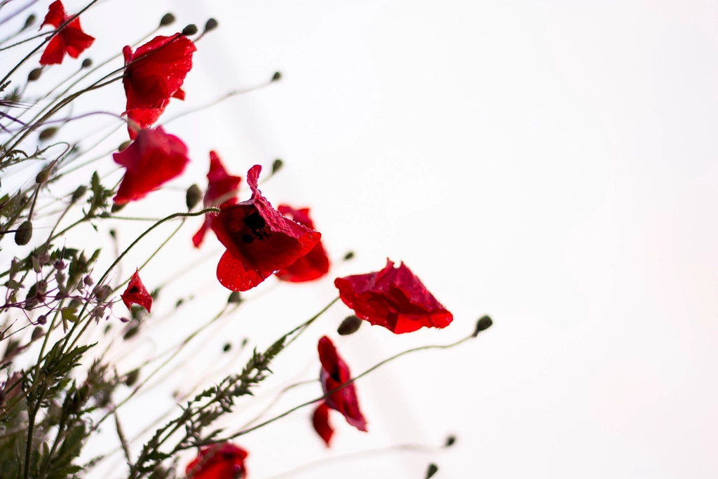 Field of red poppy flowers, symbol of the Auxiliary Poppy Fund for disabled veterans